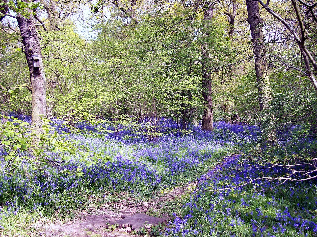 Dole Wood — Place photograph